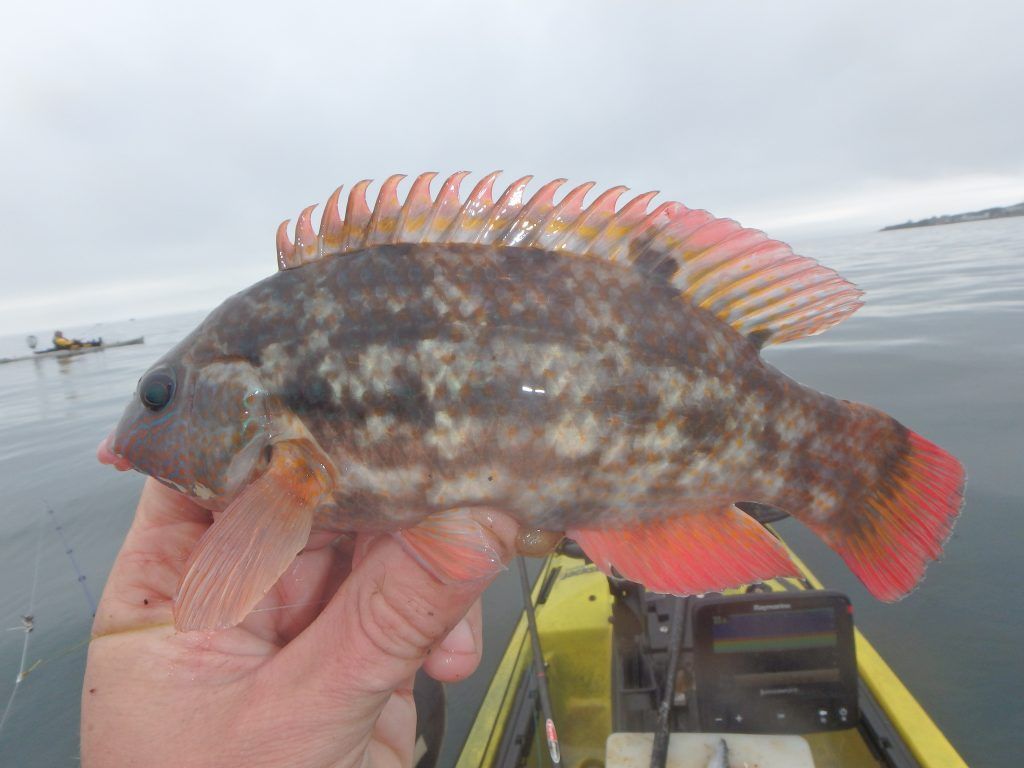 Another feisty, good looking wrasse for Mark.