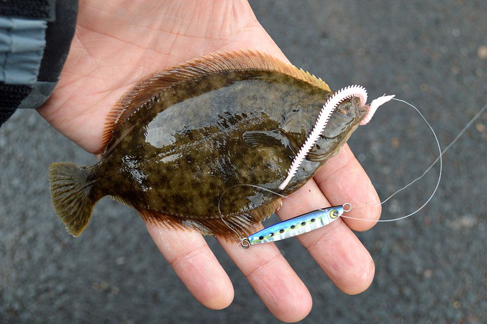 Catching Flounder on Small Baits & Lures - The Fishing Website