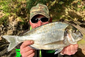 Gilthead Bream Fishing