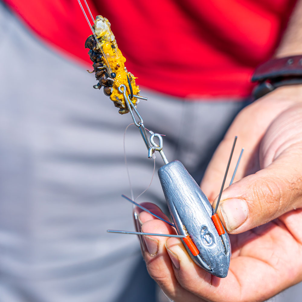 Tackle and Tactics to Catch Autumn Bass Using Squid as Bait - SeaAngler
