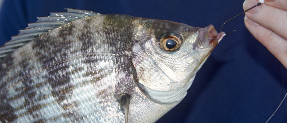 Black Bream Fishing