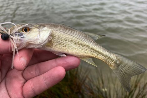 Large Mouthed Bass
