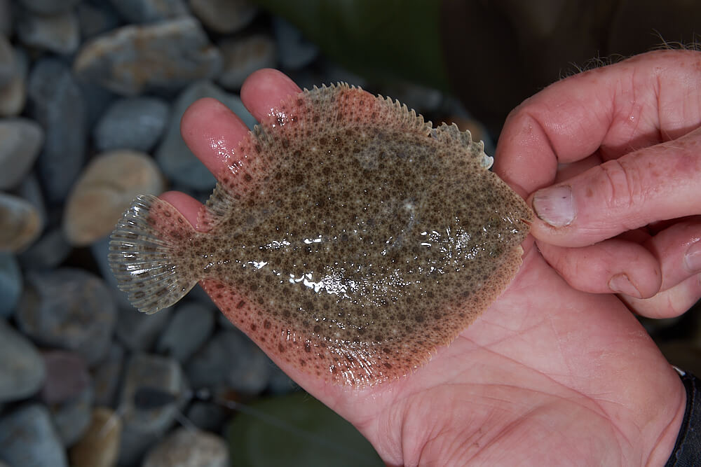 Small turbot are part and parcel of scratch fishing