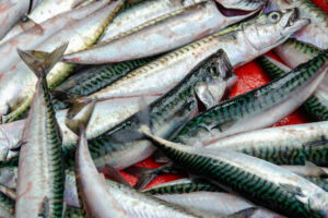 Mackerel Fishing