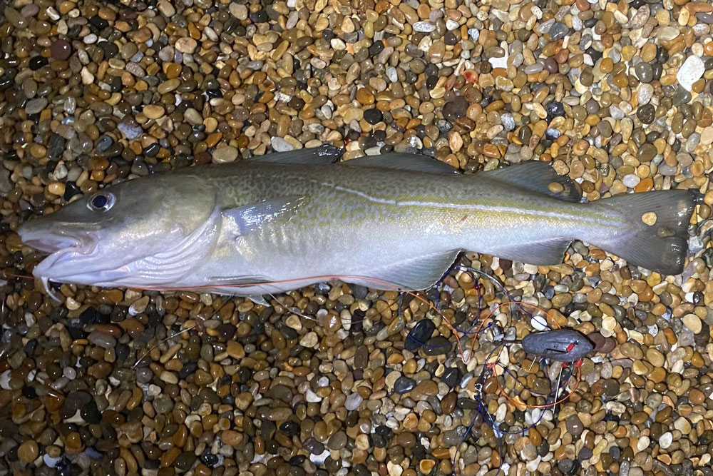Chesil beach cod