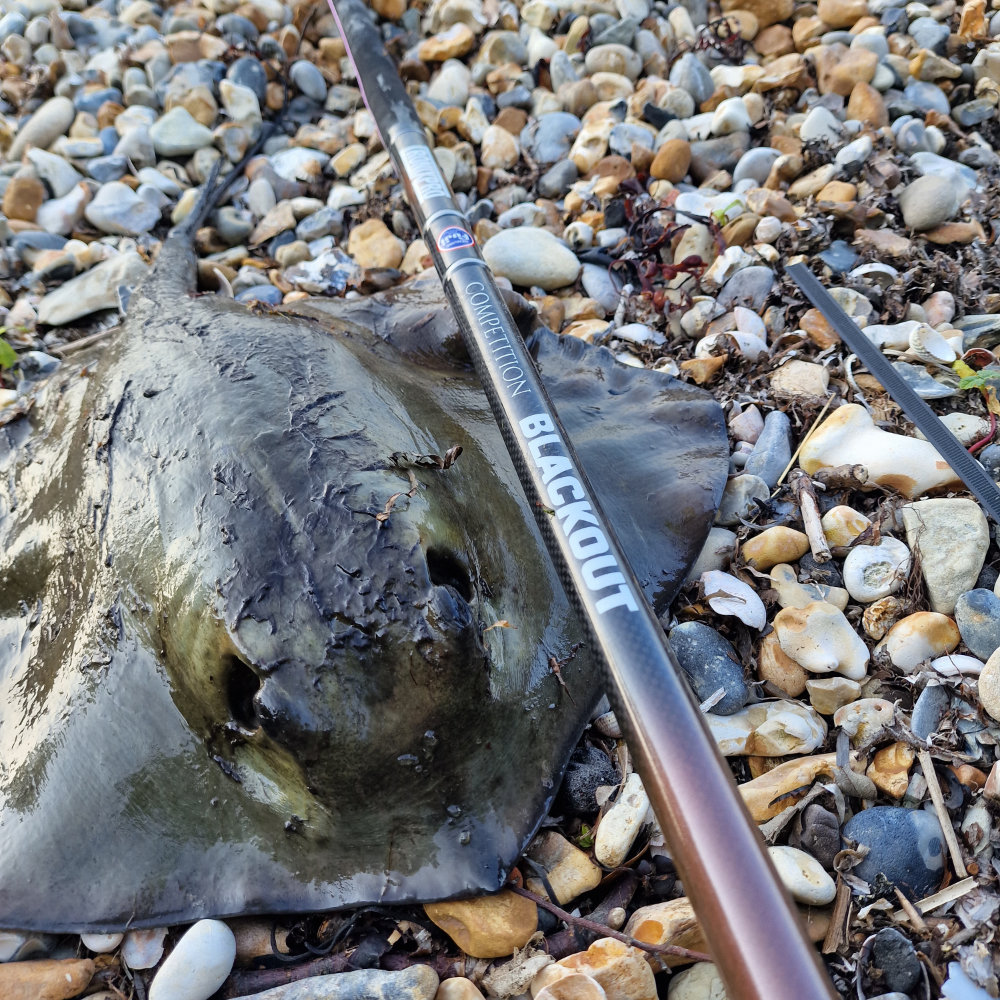 Shore Stingray