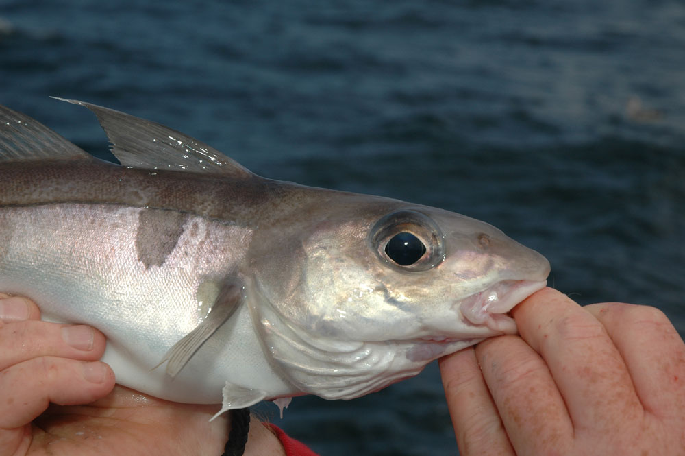 Haddock Fishing