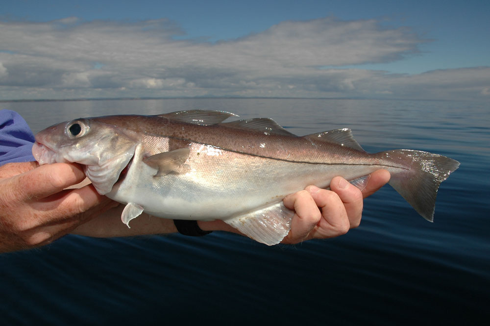 Haddock Fishing