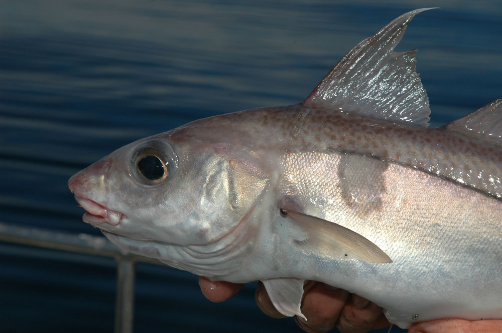 Haddock Fishing