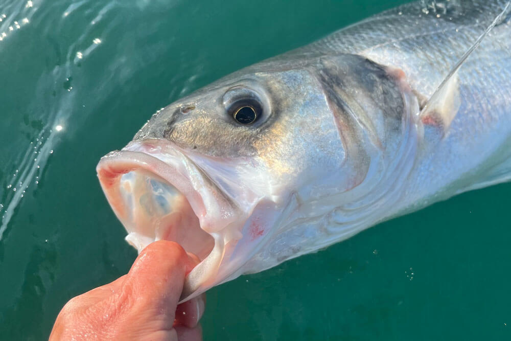 Bass Fishing with the Sad Shad